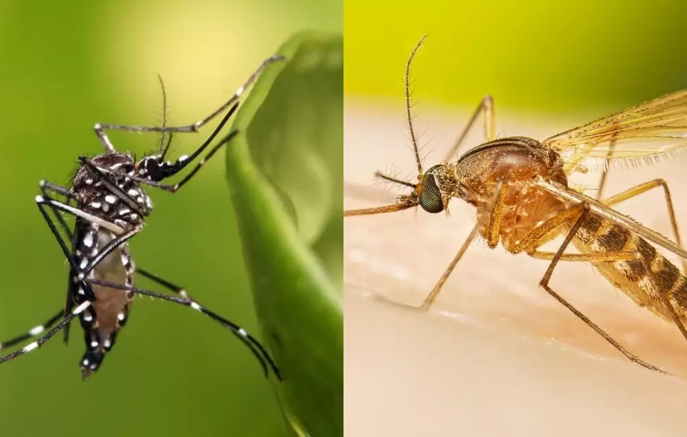 Saiba as diferenças entre o mosquito Aedes aegypti e os pernilongos comuns